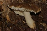 Megacollybia subfurfuracea image