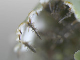 Heterodermia hypoleuca image