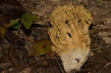 Ramaria formosa image