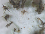 Heterodermia hypoleuca image