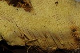 Sarcodontia setosa image