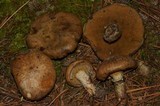Suillus cothurnatus image