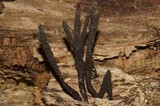 Xylaria feejeensis image