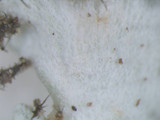 Heterodermia hypoleuca image