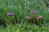 Psilocybe stuntzii image