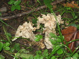 Helvella crispa image