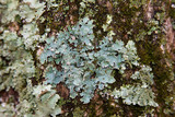 Parmelia squarrosa image