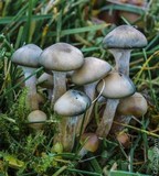Psilocybe stuntzii image