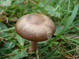 Clitocybe tarda image