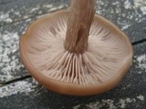 Clitocybe tarda image