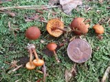 Gymnopilus bellulus image