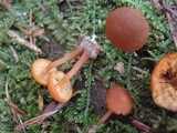 Gymnopilus bellulus image