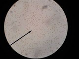 Gymnopilus bellulus image