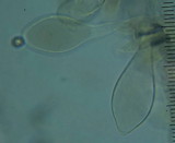 Pluteus perroseus image