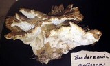 Bondarzewia occidentalis image