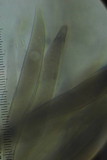 Pluteus perroseus image