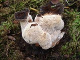 Abortiporus biennis image