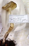 Tricholoma saponaceum image