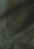 Pluteus perroseus image