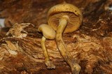 Gymnopilus luteus image