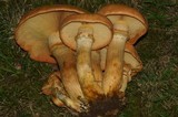 Phaeolepiota aurea image