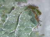 Parmelia squarrosa image