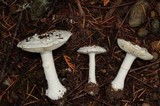 Amanita silvicola image