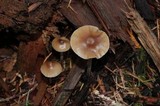 Psilocybe pelliculosa image