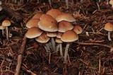 Hypholoma dispersum image