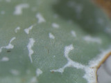 Parmelia squarrosa image