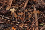 Psilocybe pelliculosa image
