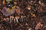 Psilocybe pelliculosa image