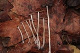 Parasola conopilea image