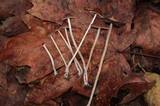 Parasola conopilea image