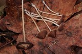 Parasola conopilea image