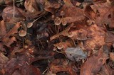 Parasola conopilea image
