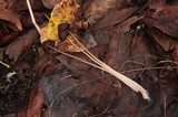 Parasola conopilea image