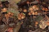 Psilocybe pelliculosa image