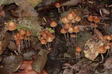 Psilocybe pelliculosa image