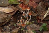 Psilocybe pelliculosa image