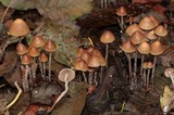 Psilocybe pelliculosa image