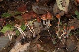 Psilocybe pelliculosa image