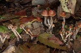 Psilocybe pelliculosa image