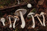 Inocybe whitei image