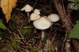Inocybe whitei image