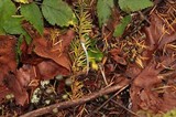 Psilocybe pelliculosa image