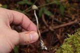 Psilocybe pelliculosa image