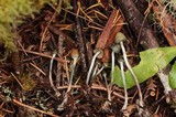 Psilocybe pelliculosa image