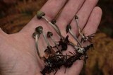 Psilocybe pelliculosa image