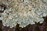 Parmotrema xanthinum image